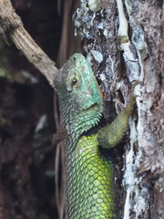 Sceloporus formosus