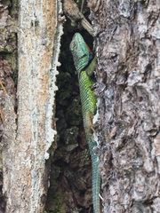 Sceloporus formosus