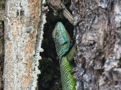 Sceloporus formosus