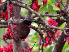 Chalcomitra senegalensis gutturalis