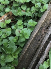 Leptostigma breviflorum