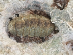 Acanthopleura granulata