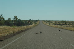 Milvus migrans affinis