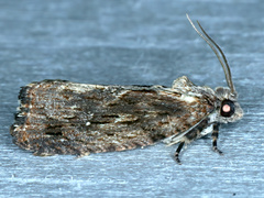 Oxysemaphora notialis