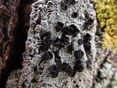 Caliciaceae