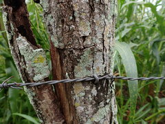 Caliciaceae