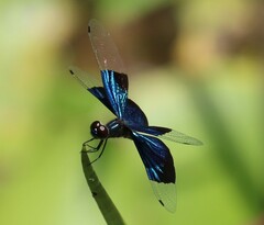 Rhyothemis resplendens