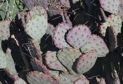 Opuntia azurea