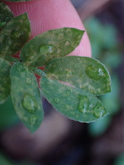 Kallstroemia