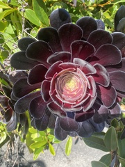 Aeonium