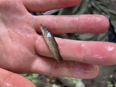 Rhinichthys cataractae