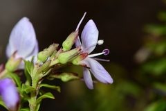 Veronica formosa