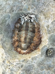 Acanthopleura granulata