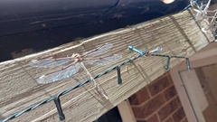 Telephlebia godeffroyi