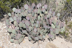 Opuntia azurea