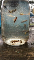 Eubranchipus oregonus