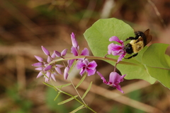 Streptanthus maculatus