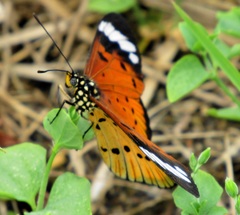 Acraea encedon encedon