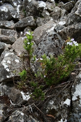 Veronica formosa