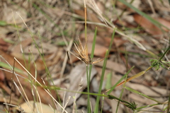 Entolasia stricta
