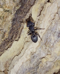 Cephalotes multispinosus