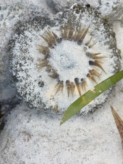 Actinostella flosculifera