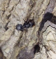 Cephalotes multispinosus