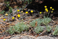 Erigeron aphanactis congestus