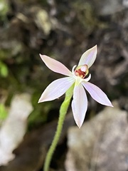 Caladenia variegata