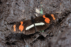 Heliconius telesiphe