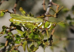 Bootettix argentatus