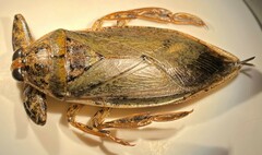 Lethocerus medius