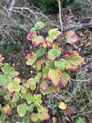 Ribes sanguineum