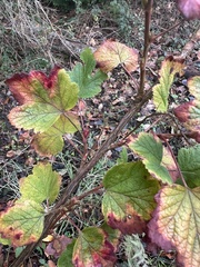 Ribes sanguineum