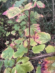 Ribes sanguineum