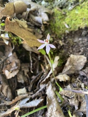 Caladenia variegata