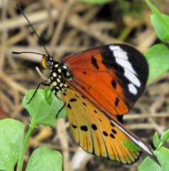 Acraea encedon encedon