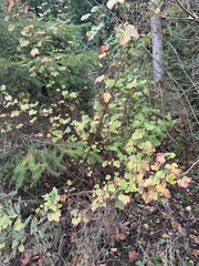 Ribes sanguineum