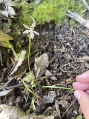 Caladenia variegata