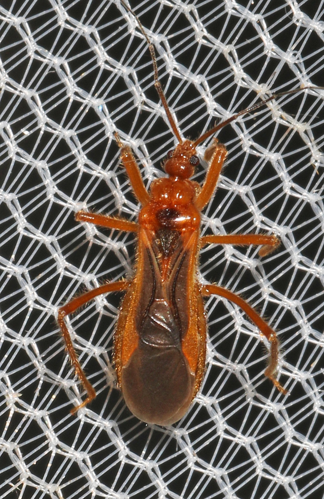 Oncerotrachelini