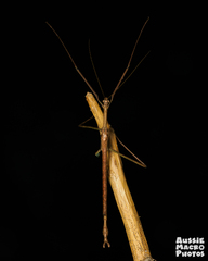 Verophasmatodea