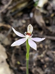 Caladenia variegata