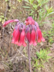 Bryophyllum