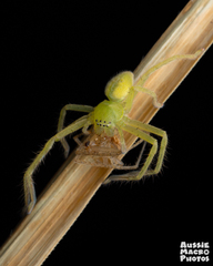 Neosparassus salacius