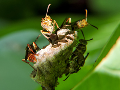 Mischocyttarus angulatus