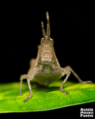 Desmoptera truncatipennis
