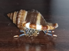 Clibanarius tricolor