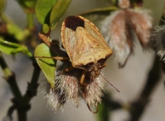 Dendrocoris contaminatus
