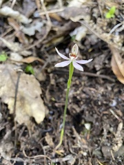 Caladenia variegata
