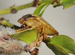 Dendrocoris contaminatus
